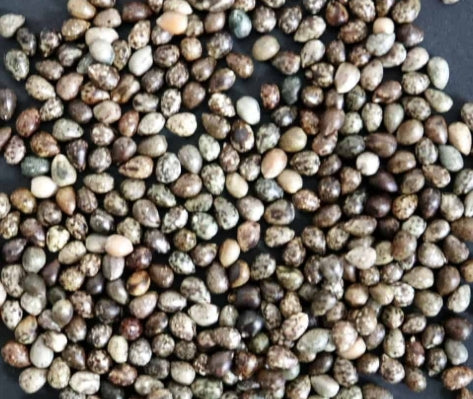Euphorbia enopla seeds
