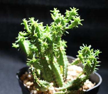 Euphorbia enopla seeds