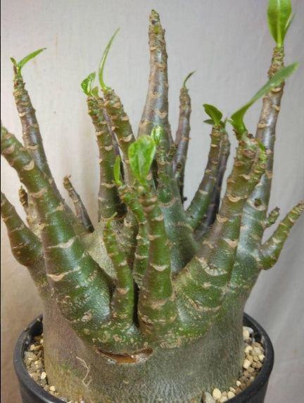 Adenium arabicum Dwarf Type seeds