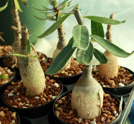 Pachypodium succulentum seeds