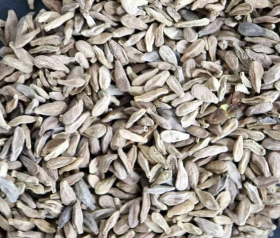 Pachypodium succulentum seeds