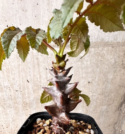 Beiselia mexicana seeds