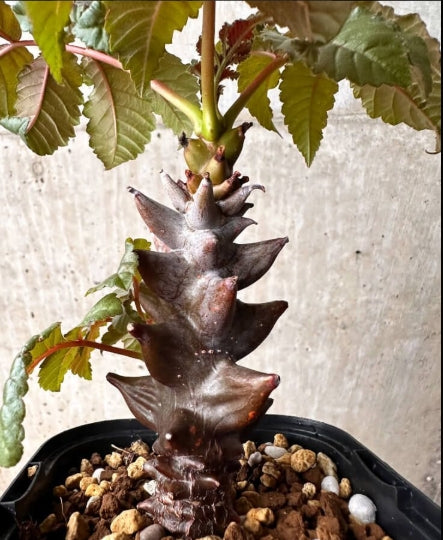 Beiselia mexicana seeds