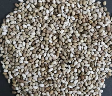 Euphorbia primulifolia ssp. begardii seeds