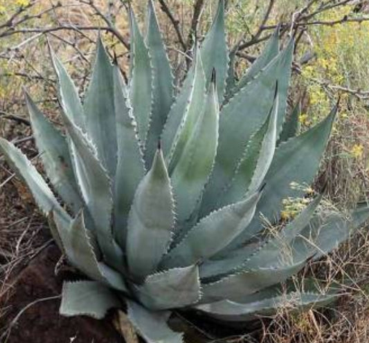 Agave verdensis seeds