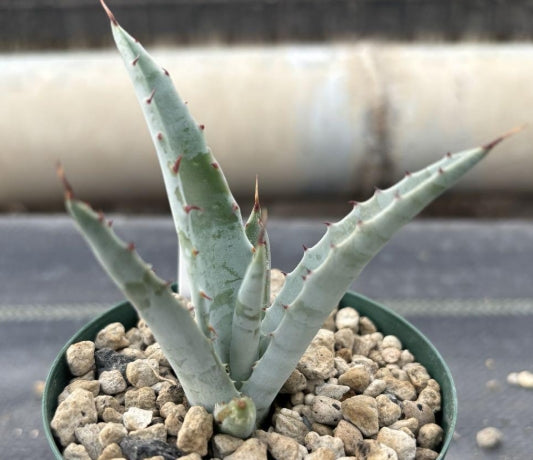 Agave sobria ssp. roseana seeds