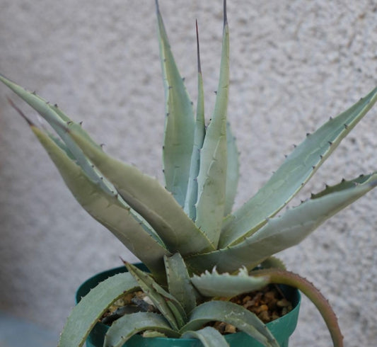 Agave parryi v couesii seeds