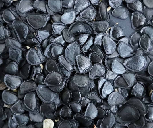 Agave parryi v couesii seeds