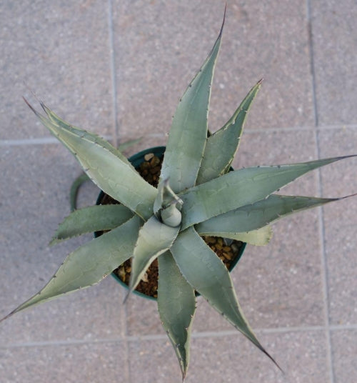 Agave parryi v couesii seeds