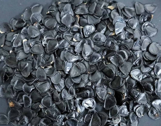 Agave inaequidens 'Ashy White' seeds