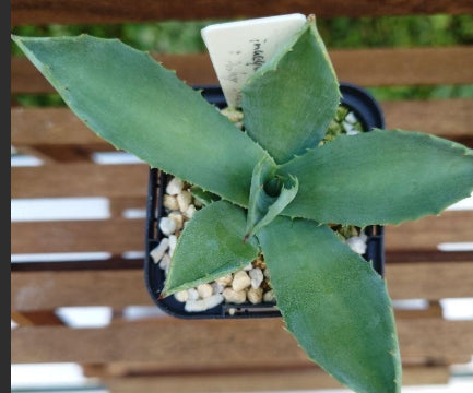 Agave inaequidens 'Ashy White' seeds