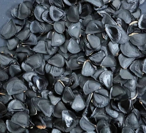 Agave angustifolia seeds