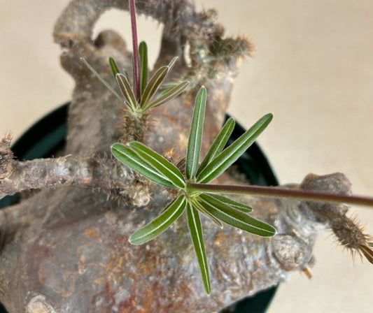 Pachypodium rosulatum var. gracilius seeds