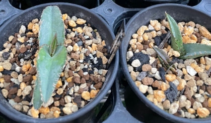 Agave quiotepecensis seeds
