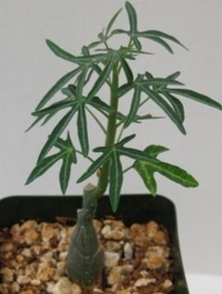 Adenia venenata seeds