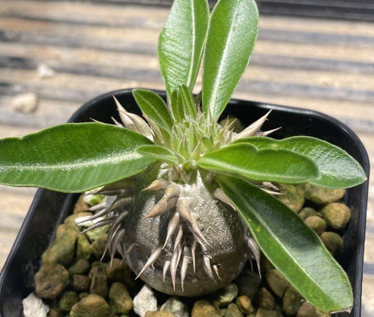 Pachypodium enigmaticum seeds