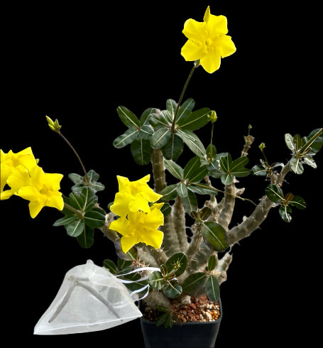 Pachypodium cactipes seeds
