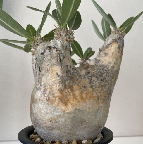 Pachypodium eburneum seeds