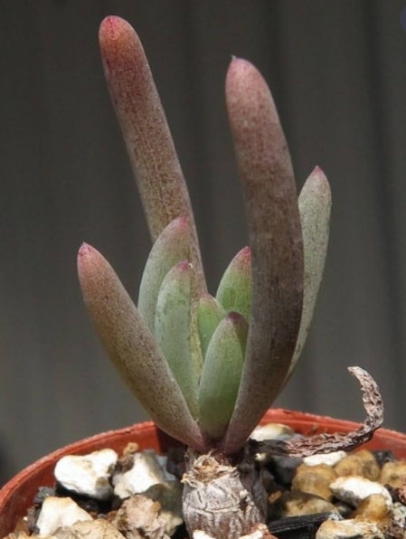 Othonna protecta seeds