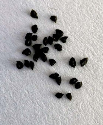 Bulbine mesembryanthoides seeds