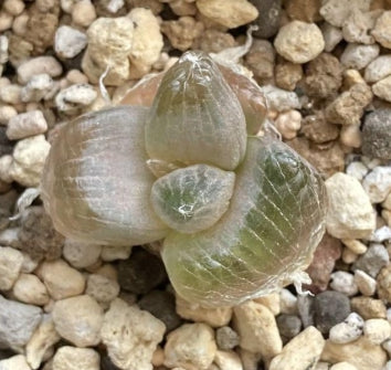 Bulbine mesembryanthoides seeds