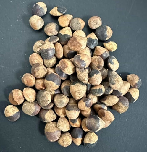 Commiphora SP Onilahy seeds