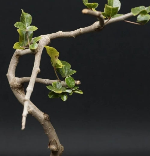Commiphora SP Onilahy seeds