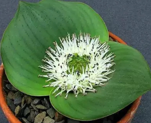 Massonia depressa seeds