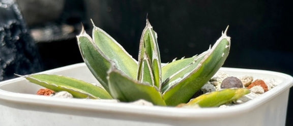 Agave Victoriae-reginae seeds
