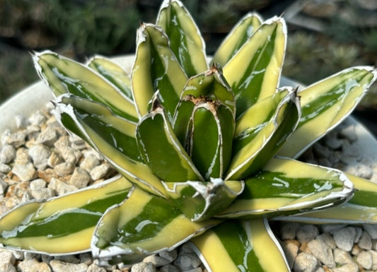 Agave Victoriae-reginae seeds