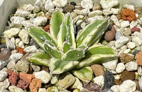 Agave Victoriae-reginae seeds