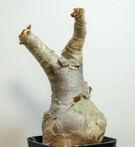 Cyphostemma currorii x bainesii seeds