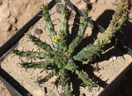 Euphorbia pugniformis seeds