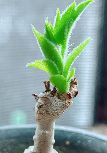 Cyphostemma cirrhosum seeds