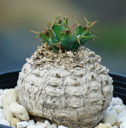 Euphorbia clavigera seeds