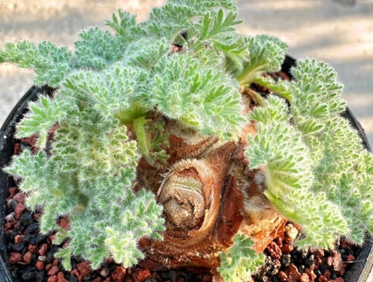 Pelargonium appendiculatum seeds