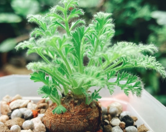 Pelargonium appendiculatum seeds
