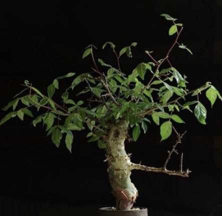 Commiphora africana v glaucidula seeds