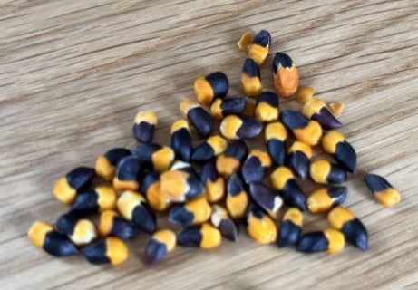 Commiphora saxicola seeds