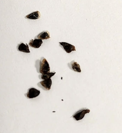 Aloe teissieri seeds