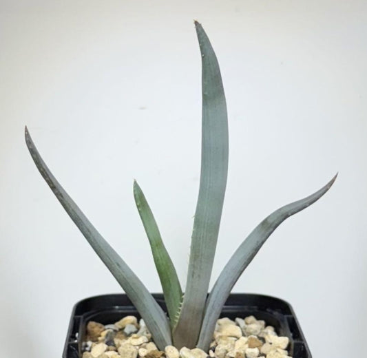 Aloe teissieri seeds