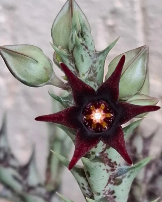 Huernia Semitubiflora seeds