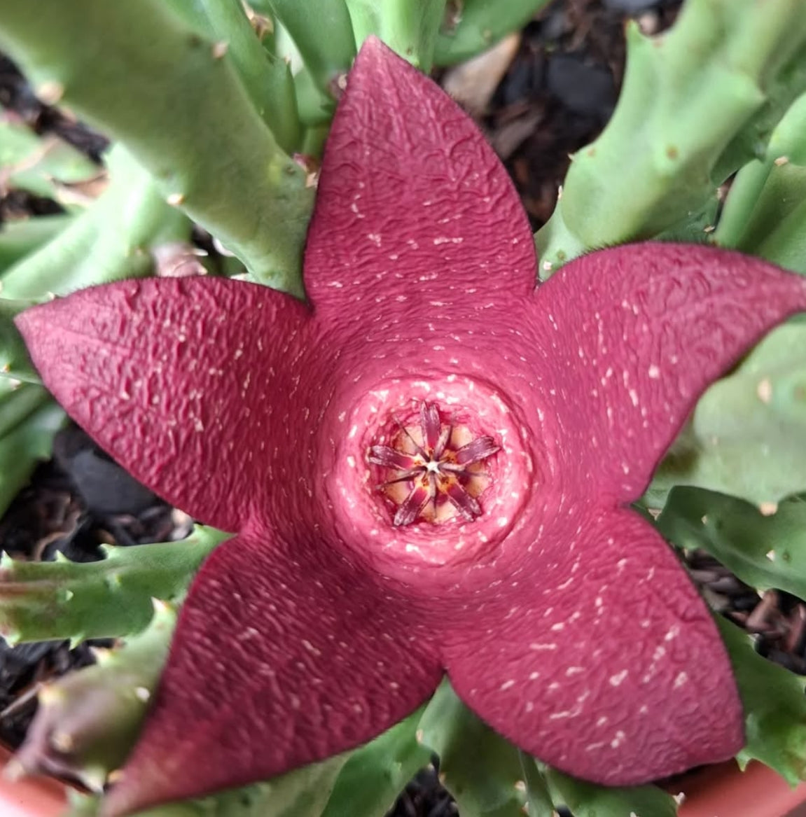 Stapelia Berlinensis seeds
