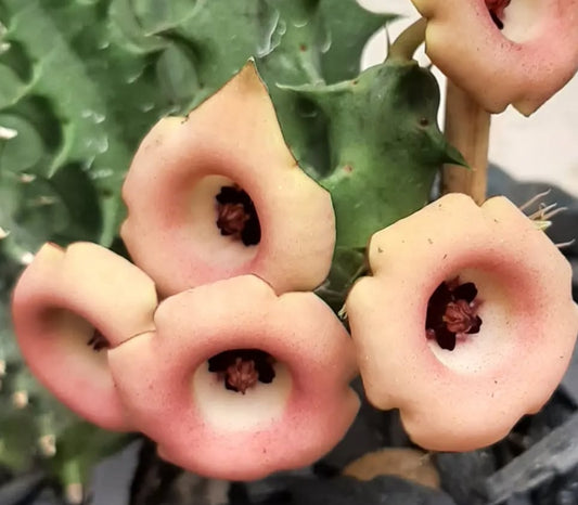 Huernia Salmon seeds
