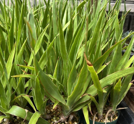 Dracaena draco seeds