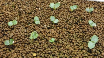 Dorstenia lavrani seeds