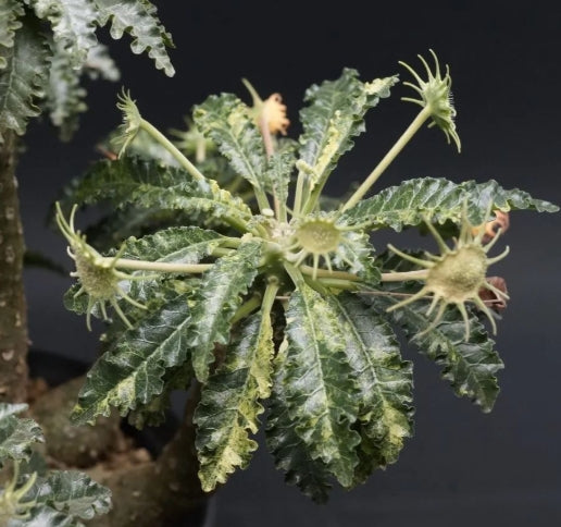 Dorstenia lavrani seeds