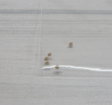 Dorstenia lavrani seeds