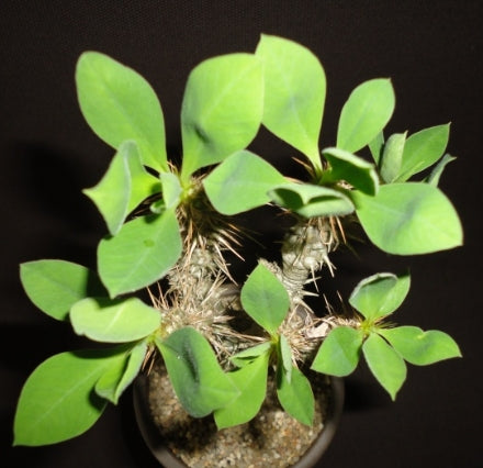 Euphorbia didieroides seeds