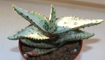Aloe cipolinicola seeds